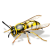 Avatar of The Hornet
